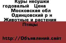 Куры несушки годовалый › Цена ­ 4 000 - Московская обл., Одинцовский р-н Животные и растения » Птицы   